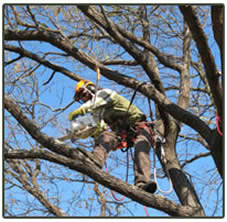 tree pruning